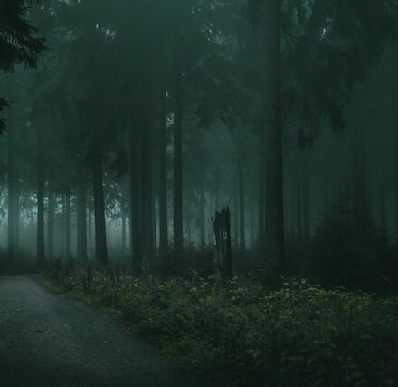 Spooky Forest